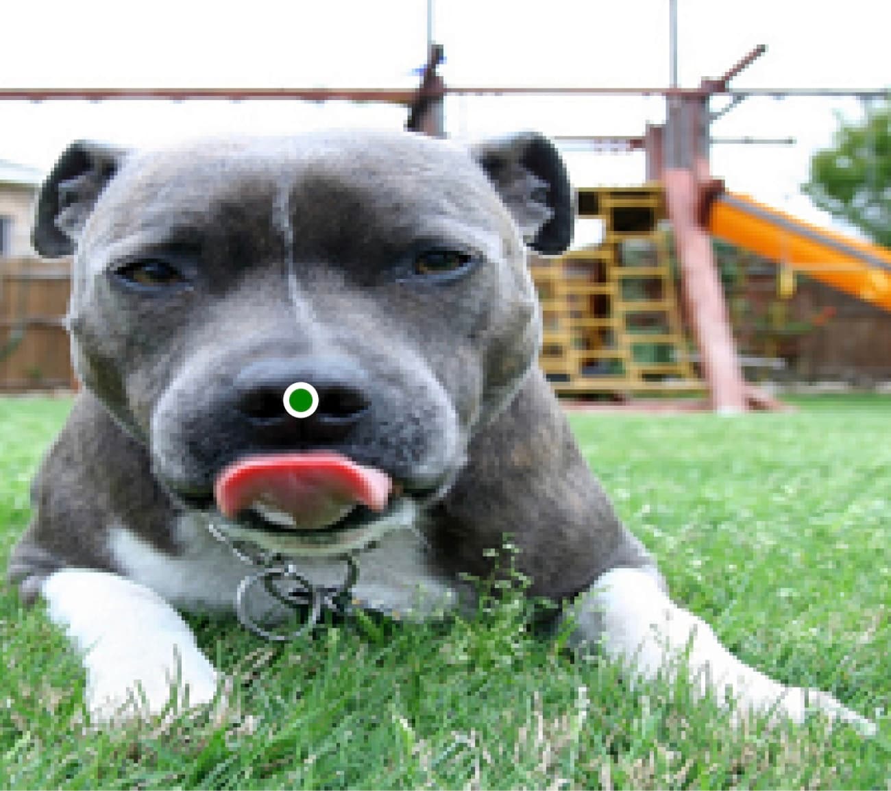 SnoutNet: Pet Nose Localization